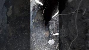 Норная охота с таксой.