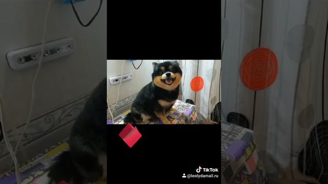 Груминг шпица
