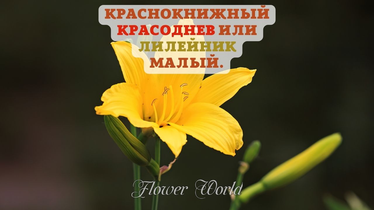 ?КРАСНОКНИЖНЫЙ КРАСОДНЕВ ИЛИ ЛИЛЕЙНИК МАЛЫЙ.?