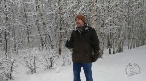 Мареммо-абруцкая овчарка. Григорий Манев. Интервью.