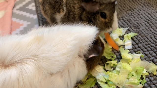 Do Guinea Pigs Smell? смотреть онлайн