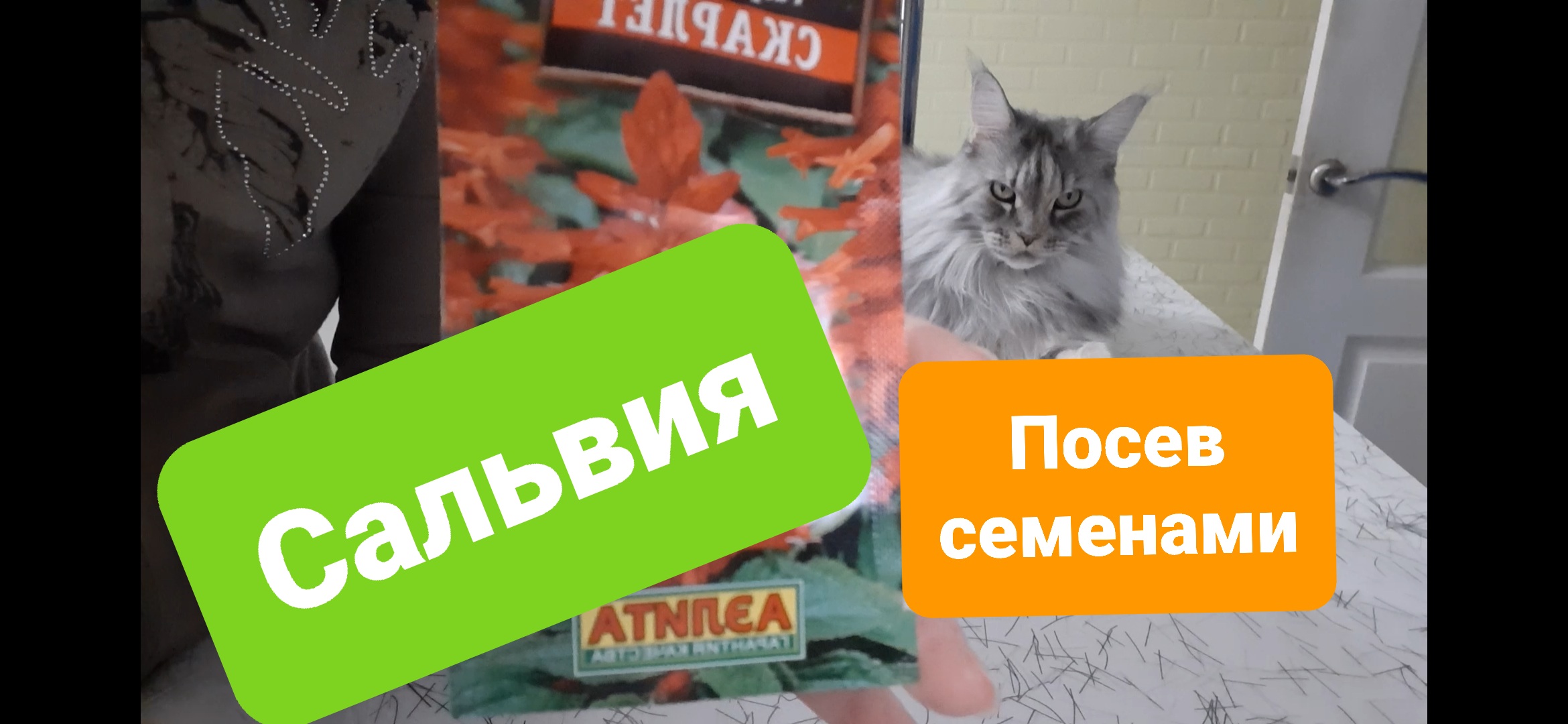 Сальвия. Посев семенами.