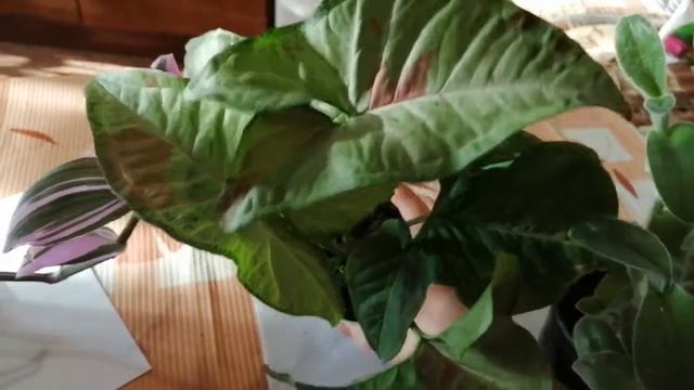 Комнатные растения. Апрельские приобретения. смотреть онлайн