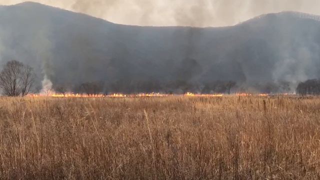 В Приморском крае горит сухая трава смотреть онлайн