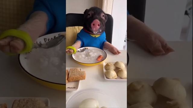 Китаец научил поросенка есть ложкой смотреть онлайн