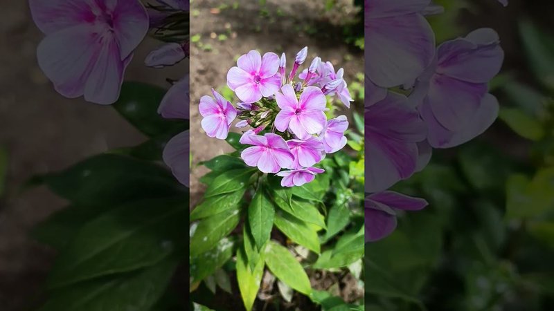 Цветение флокса!!! Цветоводство.