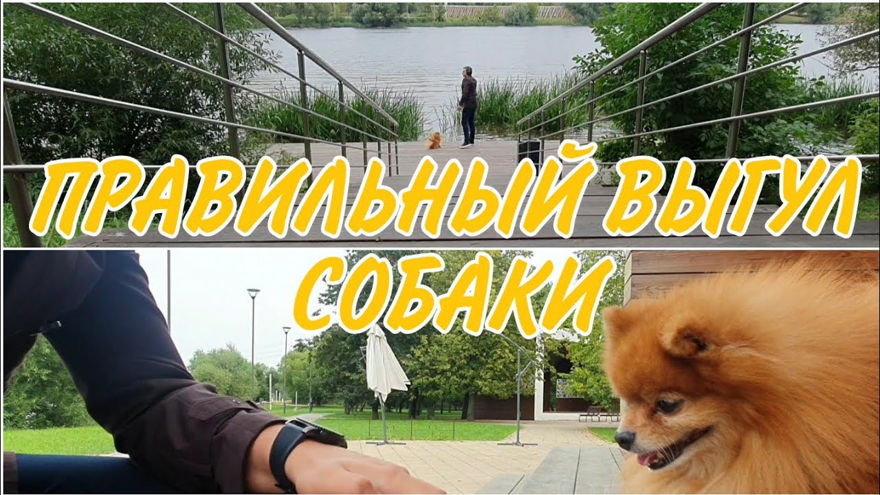 Как Выгуливать Собаку. Прогулка Померанского Шпица. О содержании собак