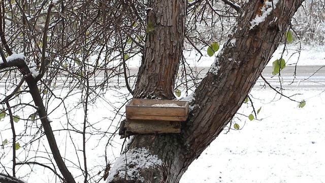 Птичья кормушка. Первый снег / Жизнь в деревне смотреть онлайн