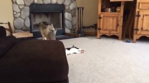 ВОЛК НЕЗАМЕТНО ПОДКРАЛСЯ К КОШКЕ  В ТО, ЧТО СЛУЧИЛОСЬ ПОСЛЕ, ОЧЕНЬ ТЯЖЕЛО ПОВЕРИ