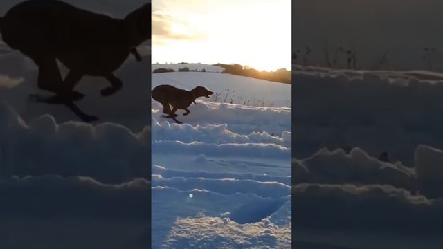 Weimaraner Dogs