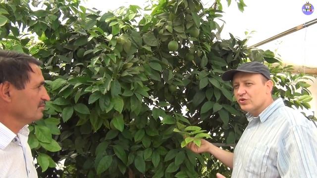 СОЧНЫЕ АПЕЛЬСИНЫ В ТЕПЛИЦЕ | ЦИТРУСЫ В ТЕПЛИЦЕ (19-08-2018) смотреть онлайн