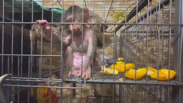 Посмотрите на Степу, это точно ОБЕЗЬЯНИЙ АРИСТОКРАТ в пятом поколении! смотреть онлайн