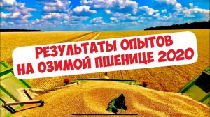 БАКТЕРИИ, КАРБАМИД ПО ЛИСТУ, ИНЪЕКЦИИ, СЕЛИТРА ИЛИ КАС... РЕЗУЛЬТАТЫ ОПЫТОВ НА ПШЕНИЦЕ 2020