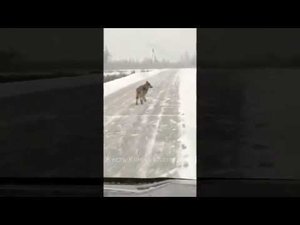 Волки в сосногорском лесу