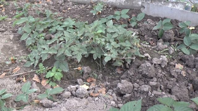 Как укоренить ежевику Киова для размножения смотреть онлайн