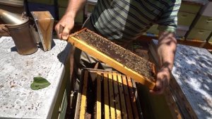 Пасека #43 Нет матки, нет Раcплода - Что делать? Пасека Пчеловодство.