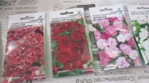 Гвоздика турецкая махровая Династия - семена.