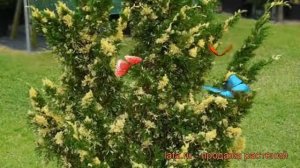 Можжевельник китайский Стрикта Варигата ? обзор: как сажать, саженцы можжевельника Стрикта Варигата