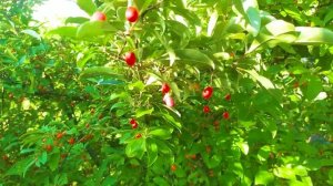 Что такое ГУМИ? Как растёт ЛОХ МНОГОЦВЕТКОВЫЙ?