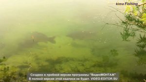 Ловля крупного карпа, На поплавочную удочку!!!!