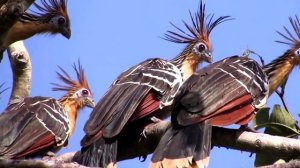 ПТИЦЫ - ИНТЕРЕСНЫЕ ФАКТЫ