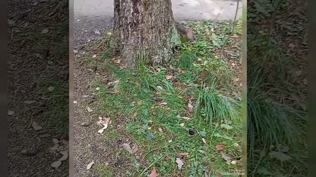 ЗДРАВСТВУЙ  БЕЛОЧКА ❤