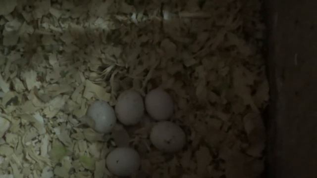 Пропаиваю птицу витаминами, началась линька, что с птенцами смотреть онлайн