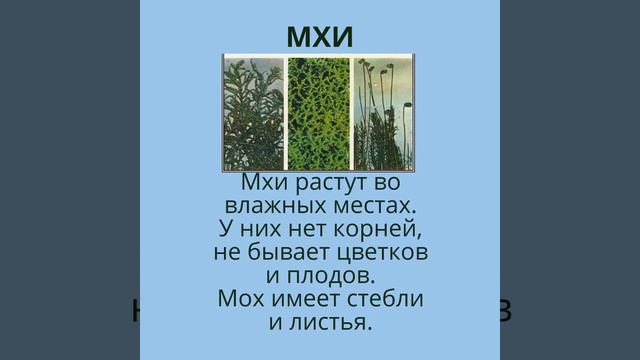Разнообразие  растений