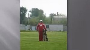 Международные соревнования по IPO- 1,3. Раздел "В".avi