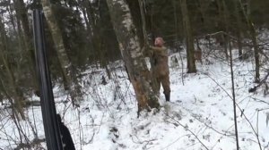 Охота с лайкой на куницу. Нашли в дупле...