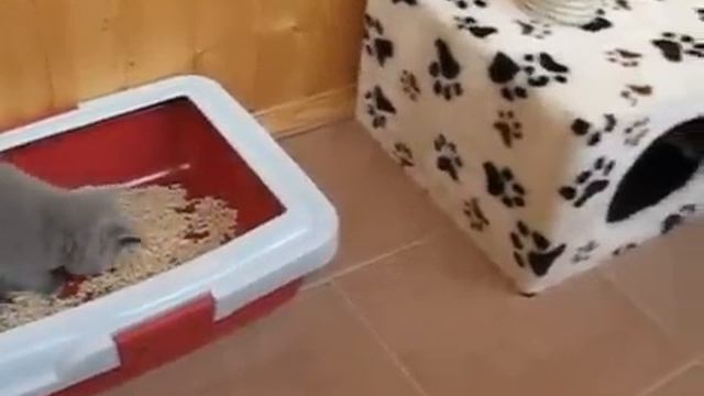 Кошачья жизнь в быту