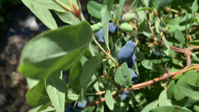 Жимолость Бажовская. Созревание 16.06.21 смотреть онлайн