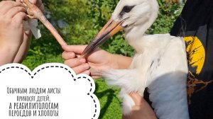 Маленький добрый аист с больной ножкой и изгнание из него насекомых-паразитов