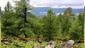 Хинганский заповедник