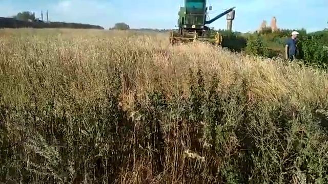 Жнива 2020 Збирання ярого тритикале . смотреть онлайн