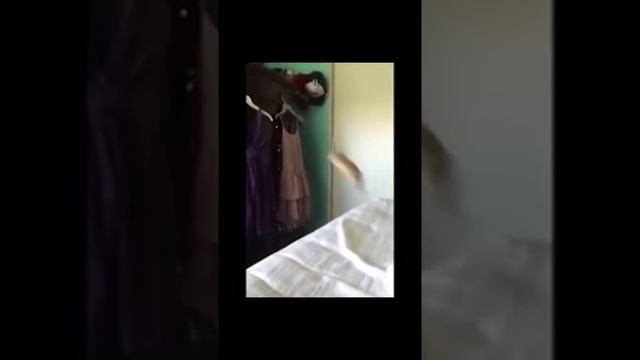 приколы