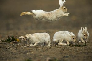 ЗАЙЦЫ ПРОСТО ОБОЖАЮТ ЭТОТ СОЛОНЕЦ.mp4