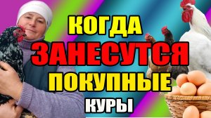 Когда же ЗАНЕСУТСЯ молодые куры. Тыква для кур.