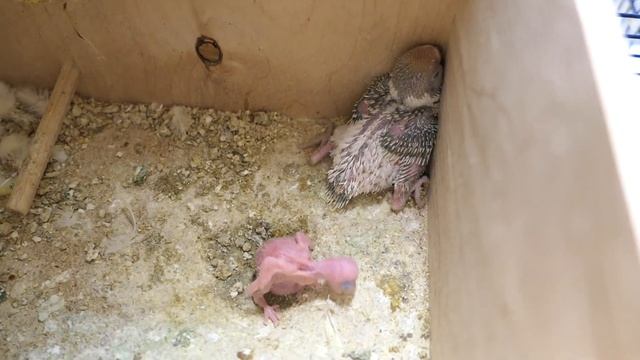 #ВВП_ЧЕХИ 27/11/2022 У Тины 2 ПТЕНЦА, а Татоша САМКА !!!! смотреть онлайн