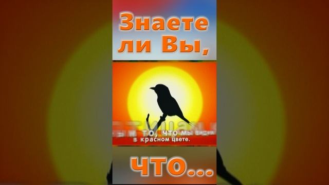 Знаете ли Вы, Что? Глаза ящериц