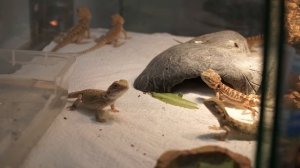 Ящерица бородатая агама