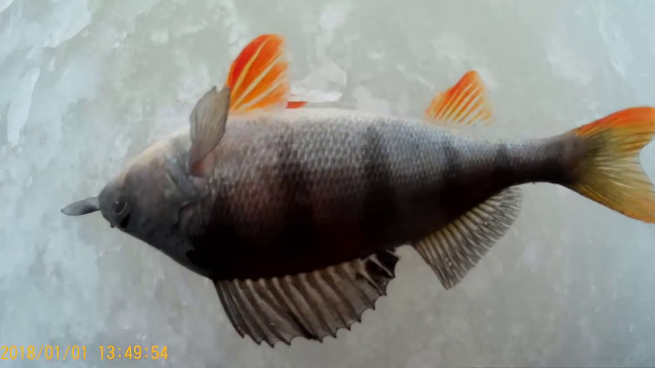 РЫБАЛКА НА НОВЫЙ ГОД!ЛОВЛЯ ОКУНЯ НА НОВЫЙ ГОД!НА БЛЕСНУ ! смотреть онлайн