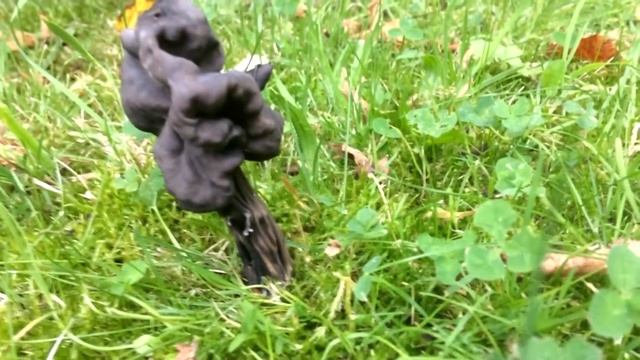 How to Identify the Elfin Saddle: A Beginner's Guide смотреть онлайн