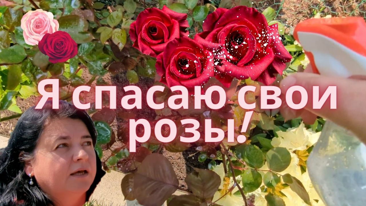 Обработала Розы ? - Применение натурального мыльного раствора ? - Просто Мария