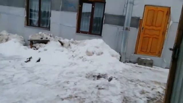 Неожиданные роды корольчихи. Вот что бывает.. смотреть онлайн