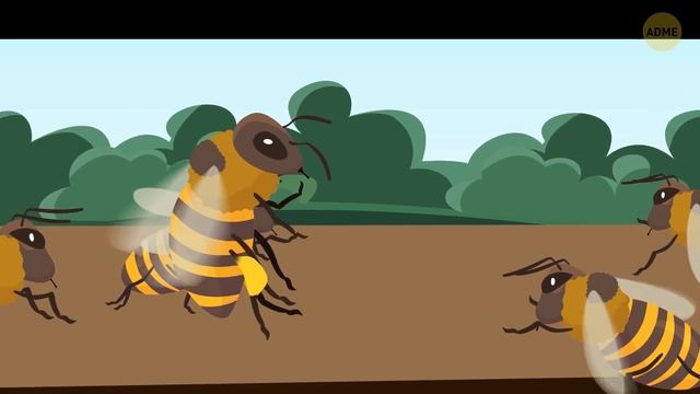Что бы вы увидели, если бы могли войти в улей смотреть онлайн
