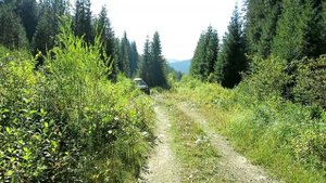 Отдых в Карпатах.