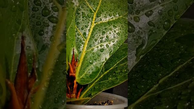 Фикус Лирата || ficus Lirata