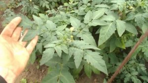 Лучший сорт томата для тех кто занимается рассадным бизнесом