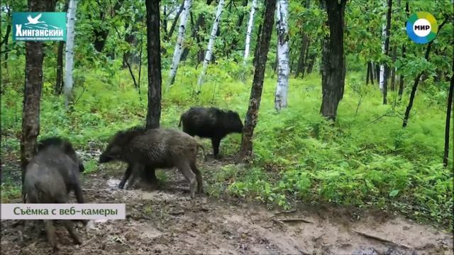 Зачем нужны фотоловушки?